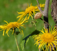 Pushkarmool (Inula Racemosa)
